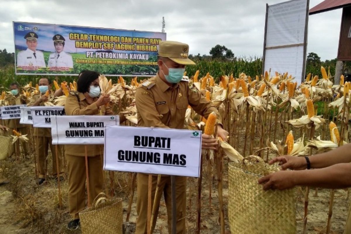 Poktan di Gumas panen jagung hibrida dalam 100 hari