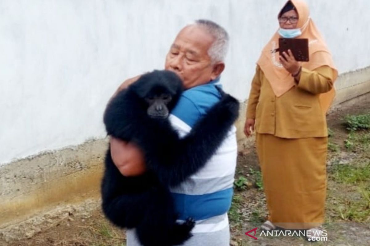 Haru, momen warga Ujung Batu berpisah dengan Siamang peliharaannya