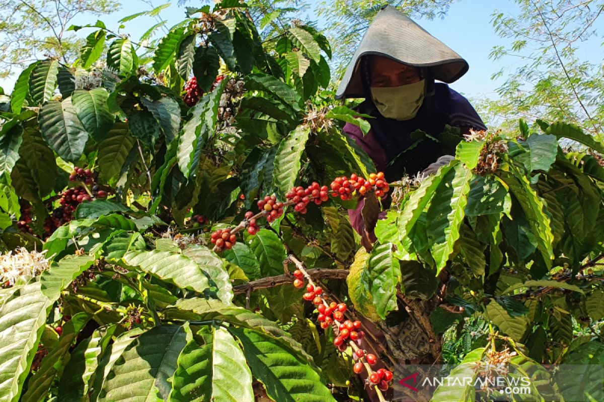 PTPN IX berdayakan ratusan warga untuk panen kopi saat pandemi