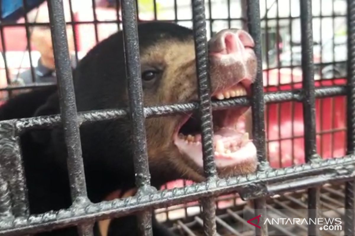 Petani karet di Kuansing selamat dari terkaman beruang dengan pura-pura pingsan