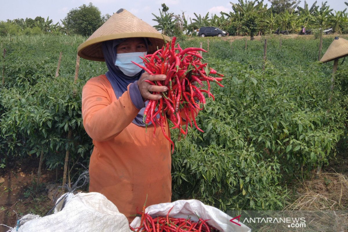 Petani Kudus menjerit harga jual cabai anjlok