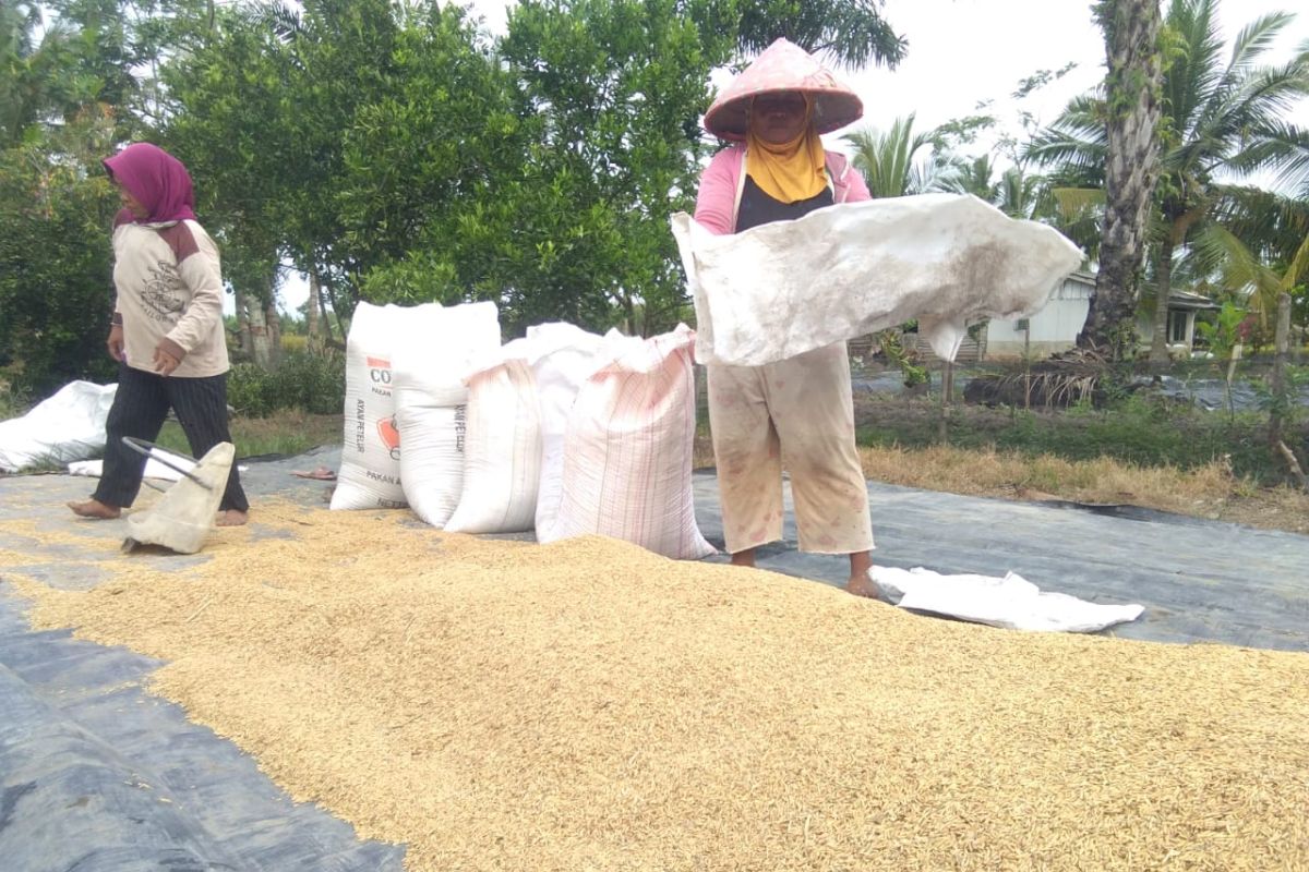 Harga gabah di Lampung turun 4 persen