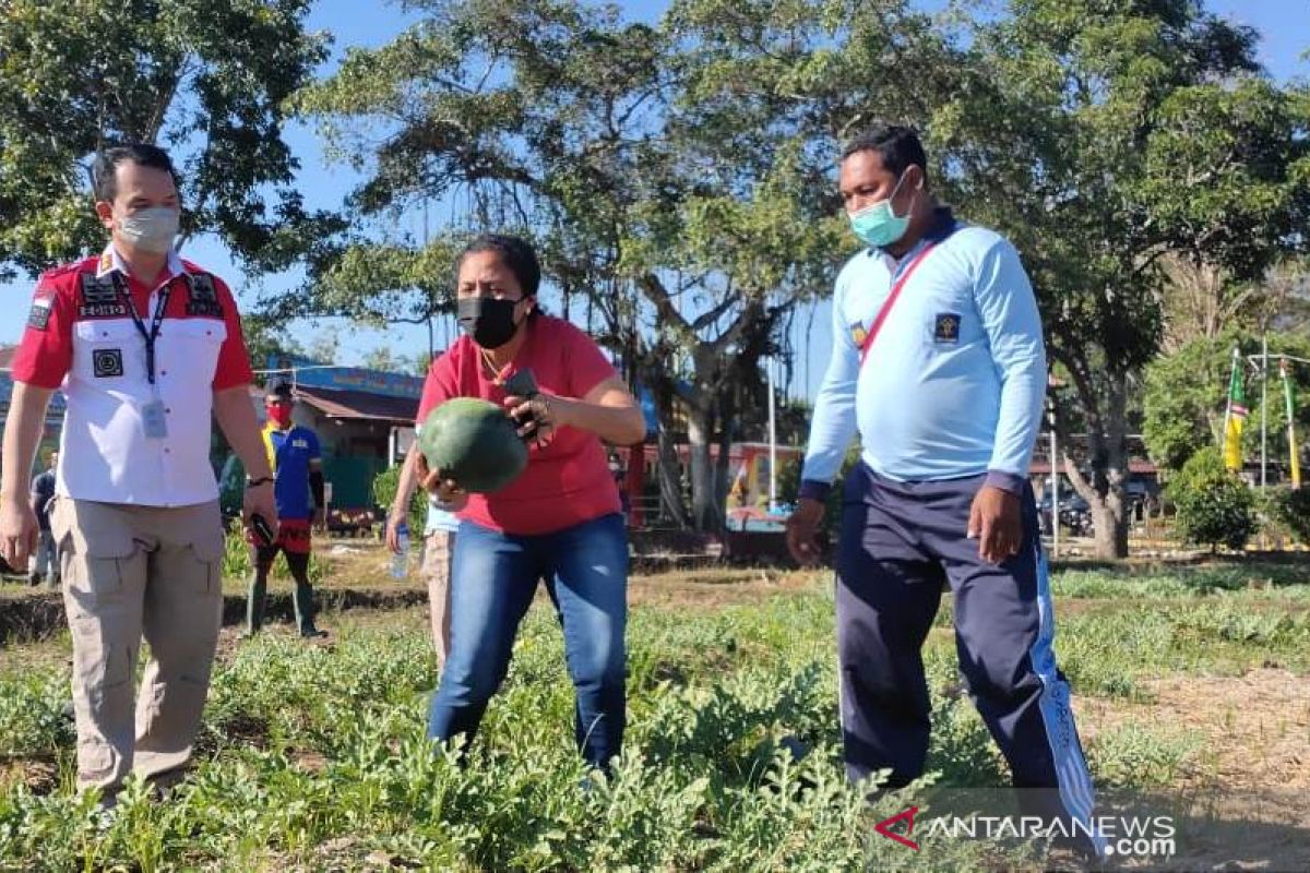 Lapas Atambua panen ratusan semangka hasil budi daya warga binaan