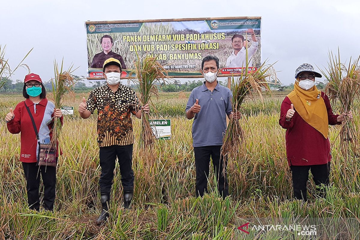 BPTP Jateng perkenalkan 11 varietas padi di Banyumas