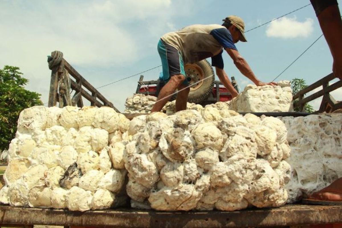 Peneliti: Kelembagaan petani karet harus diperkuat dongkrak harga