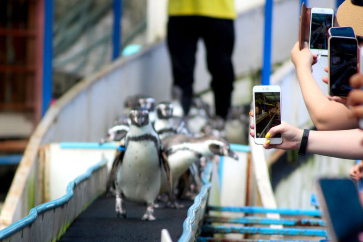 Thailand lockdown, penguin pun kesepian kangen pengunjung