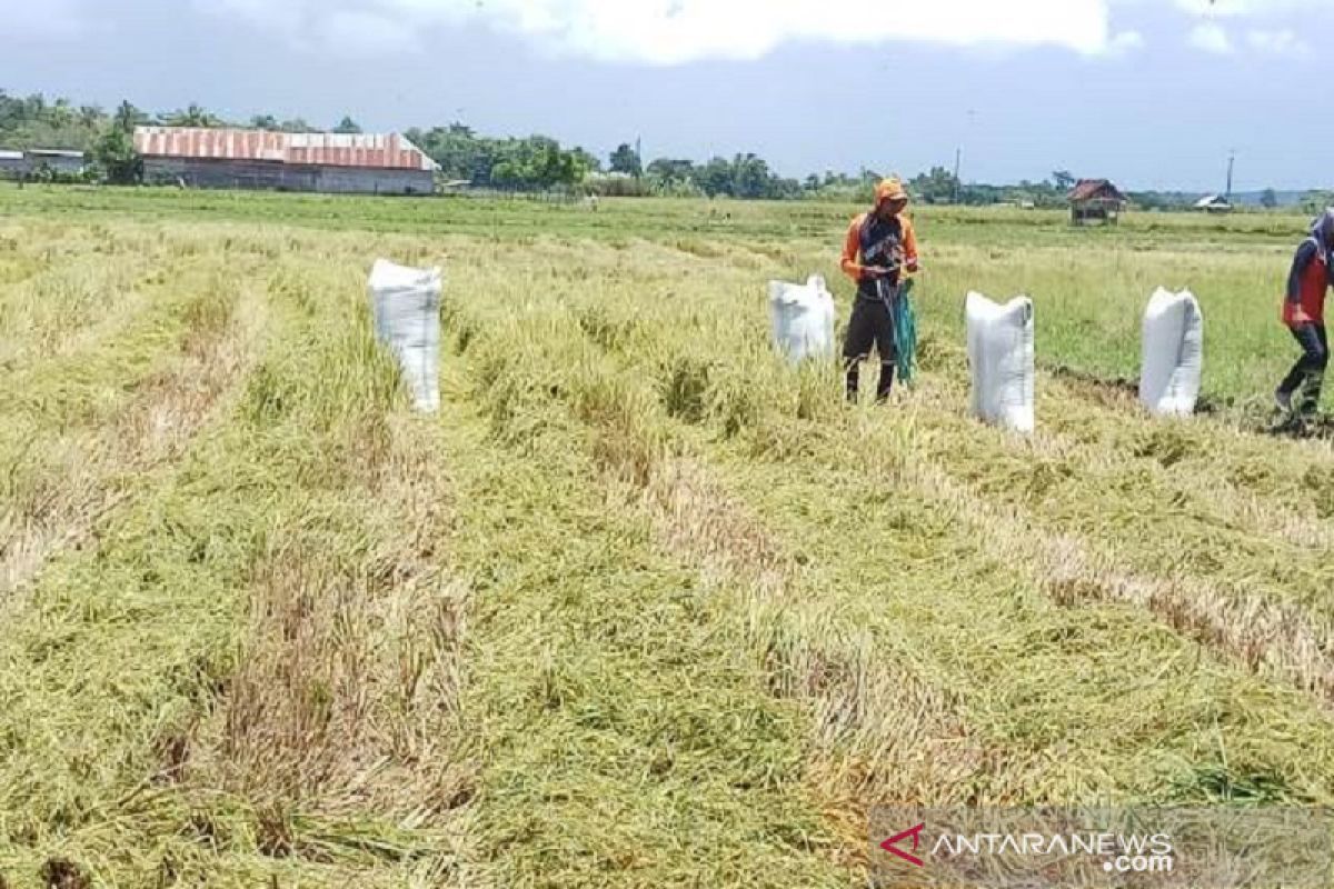 Hujan memiicu harga gabah di Bombana turun di bawah HPP