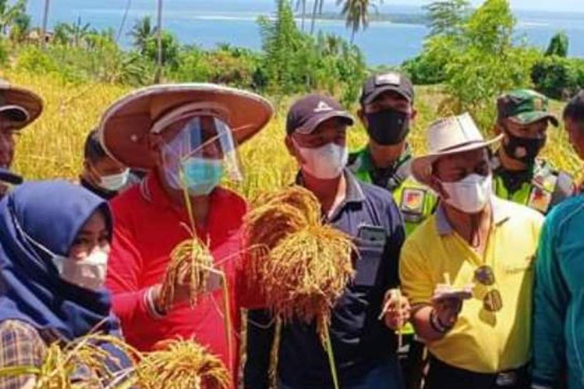 Pemkab Buol upayakan penuhi kebutuhan pangan warga selama PPKM