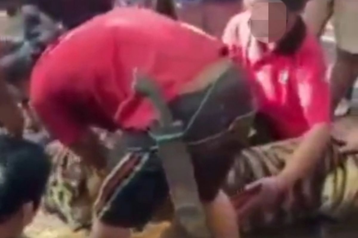 Beredar video Harimau Sumatera diduga sakit di Padang Gelugur, Kapolres Pasaman : Harimau telah dikuburkan, Menunggu Keputusan BKSDA (Video)