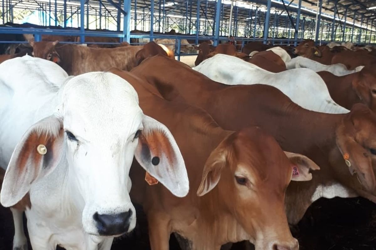 Target inseminasi buatan ternak sapi dan kerbau telah tercapai 51,4 persen di Pessel