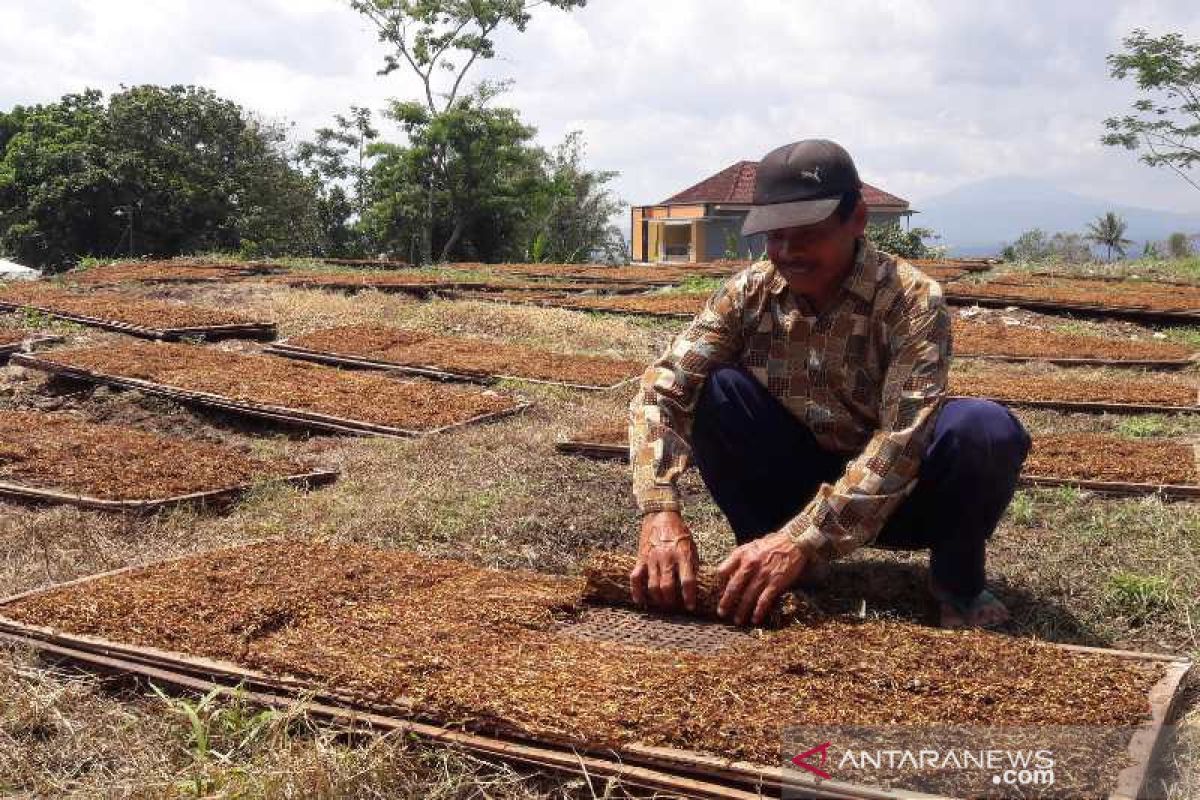 Djarum siap beli 4.000 ton tembakau petani Temanggung