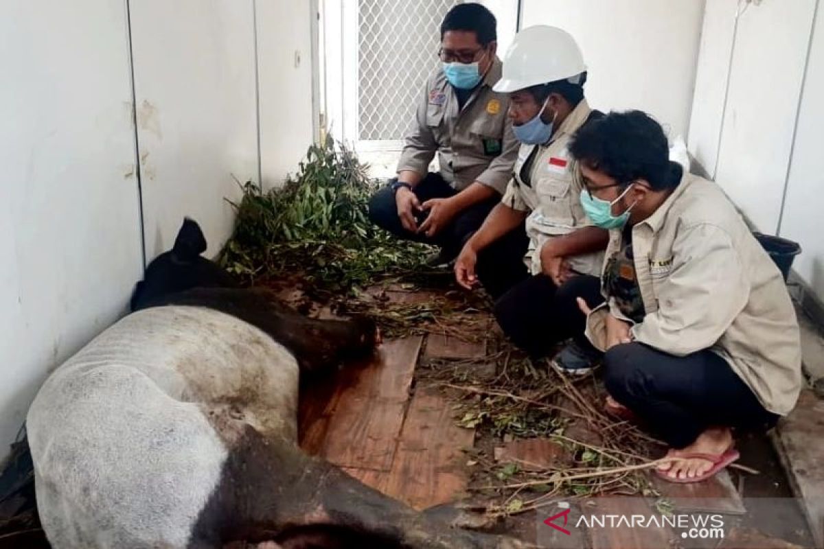 Tapir jantan ini putus kakinya akibat terjerat di Pelalawan