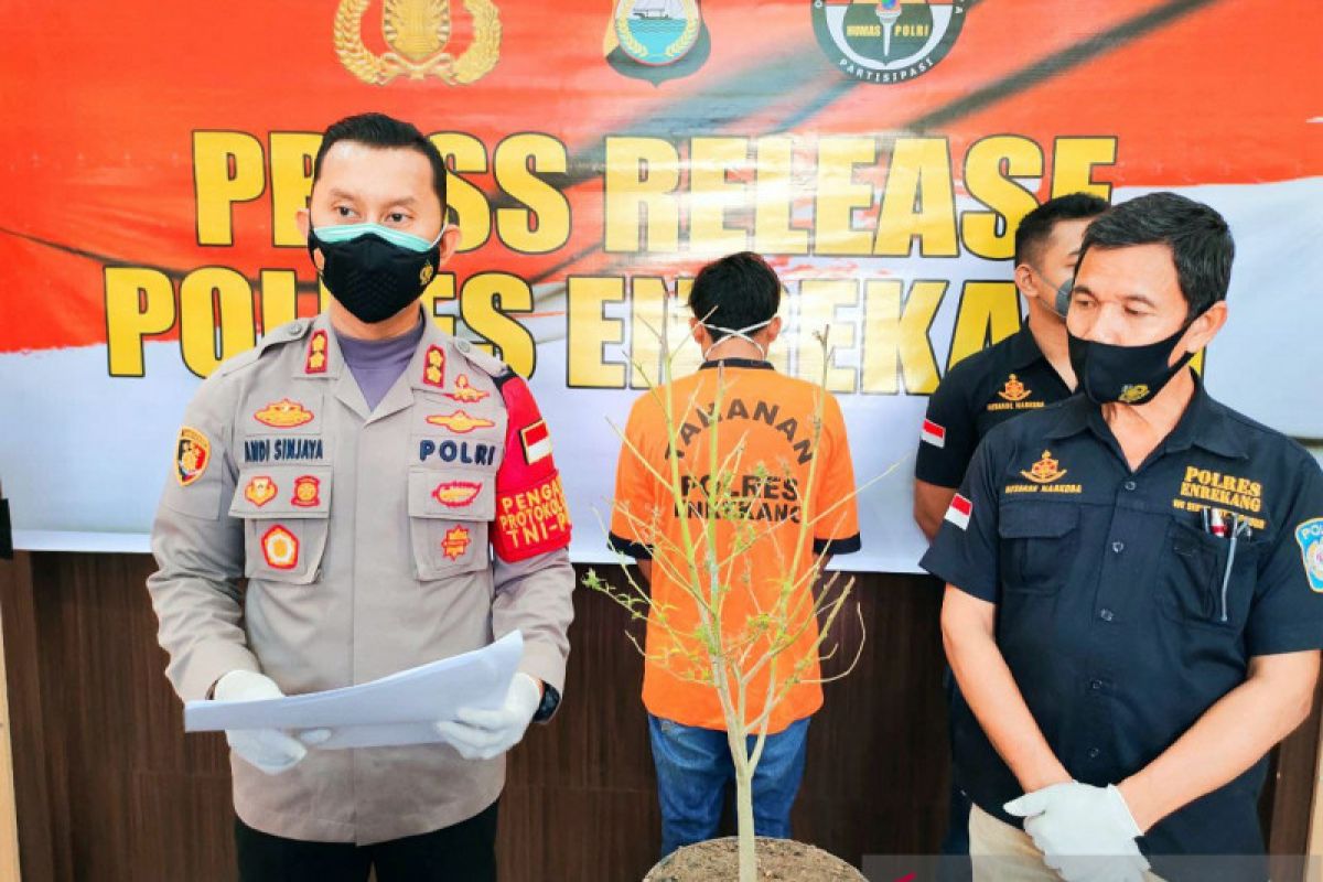 Polres Enrekang Sulsel ringkus petani tanam ganja secara hidroponik