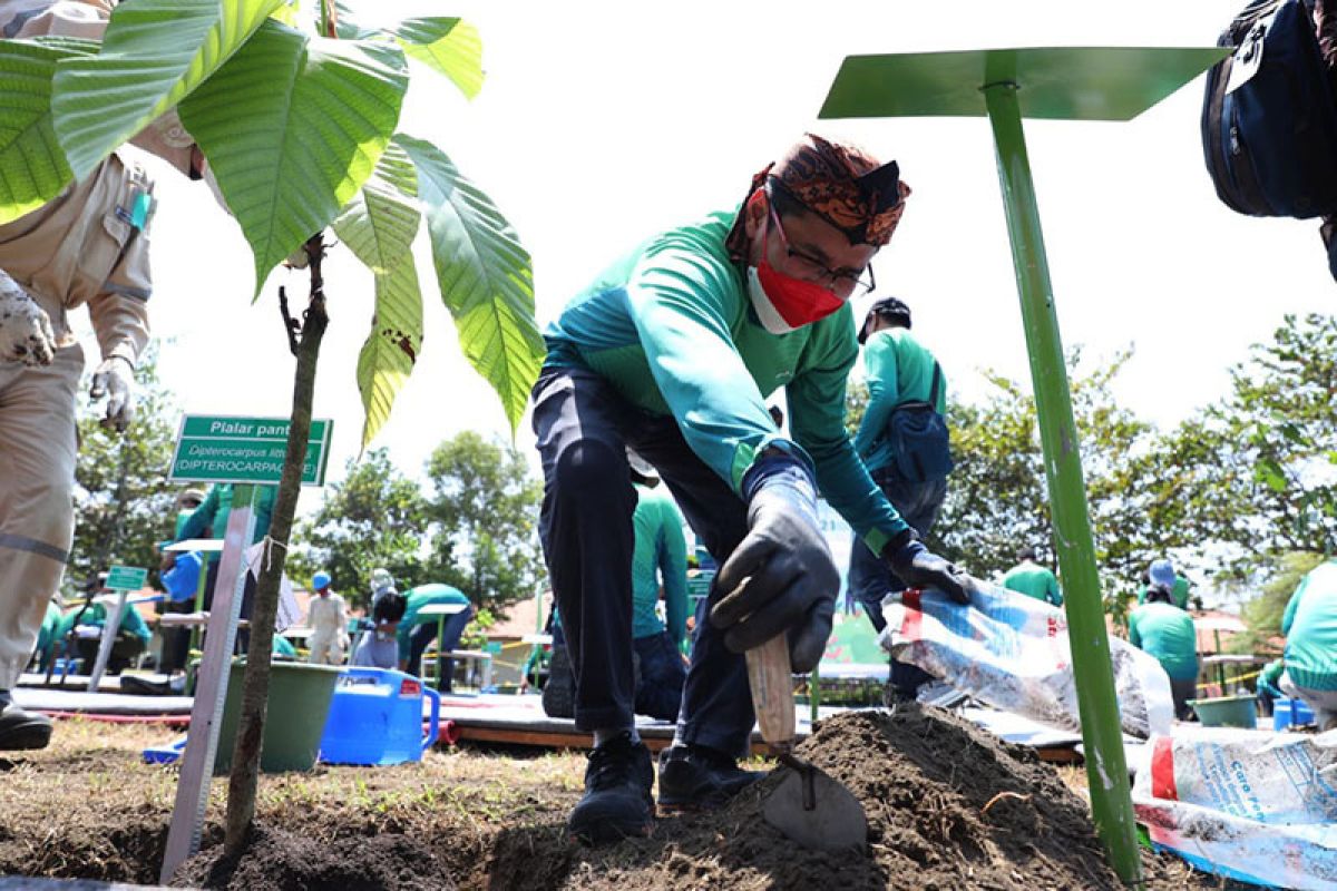 Ini manfaat tumbuhan endemik aromatik yang ditanam Pertamina Cilacap