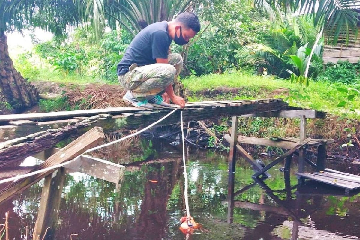 BKSDA Sampit pasang pancing tangkap buaya naik ke darat