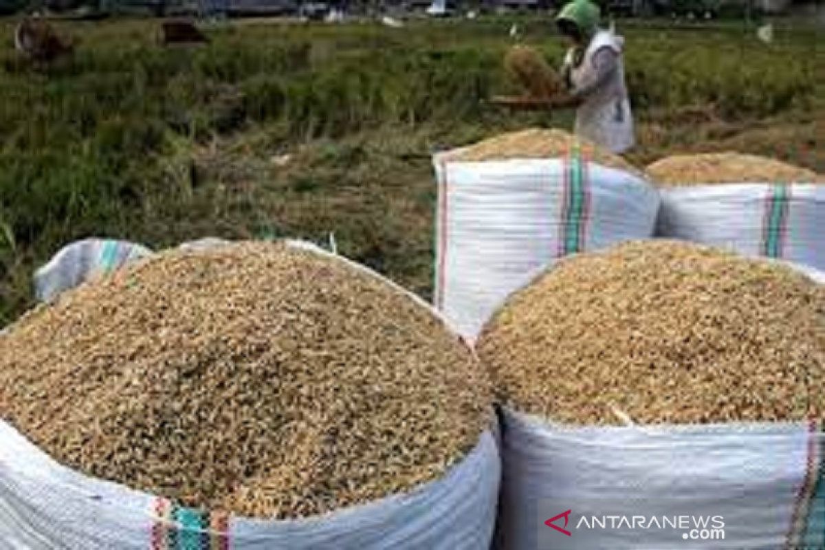 Hujan picu harga gabah turun Rp3.800/kg di Bombana