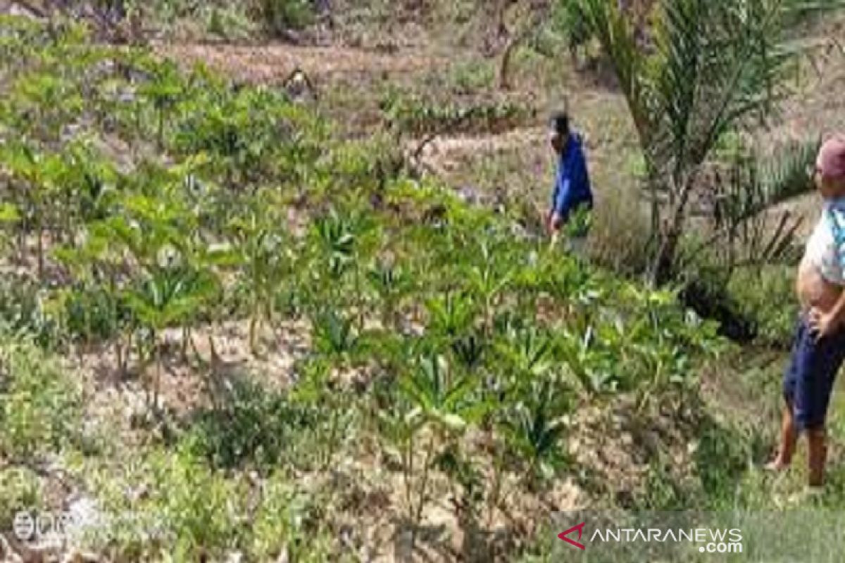 Pemkab Bombana kembangkan tanaman porang