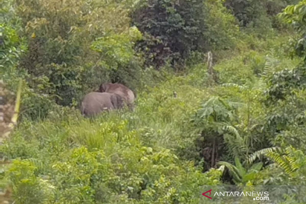 Gawat, gajah Jambi serang warga Inhil