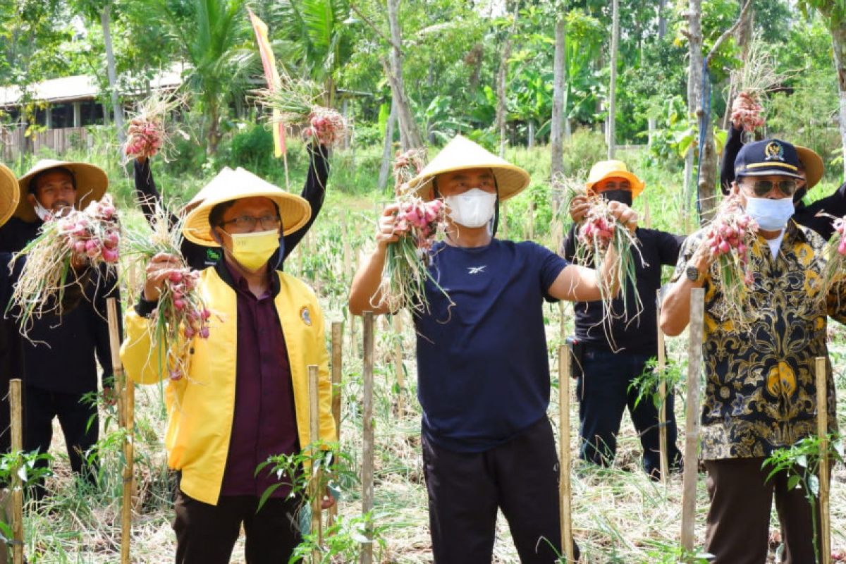 Petani Bima Utama Gunung Kidul panen bawang merah