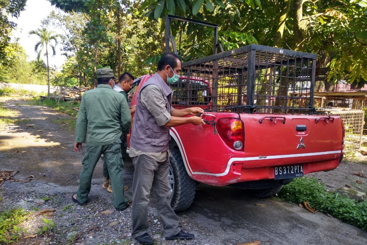 Remaja tewas diterkam harimau di Teluk Lanus Siak, BBKSDA pasang jebakan