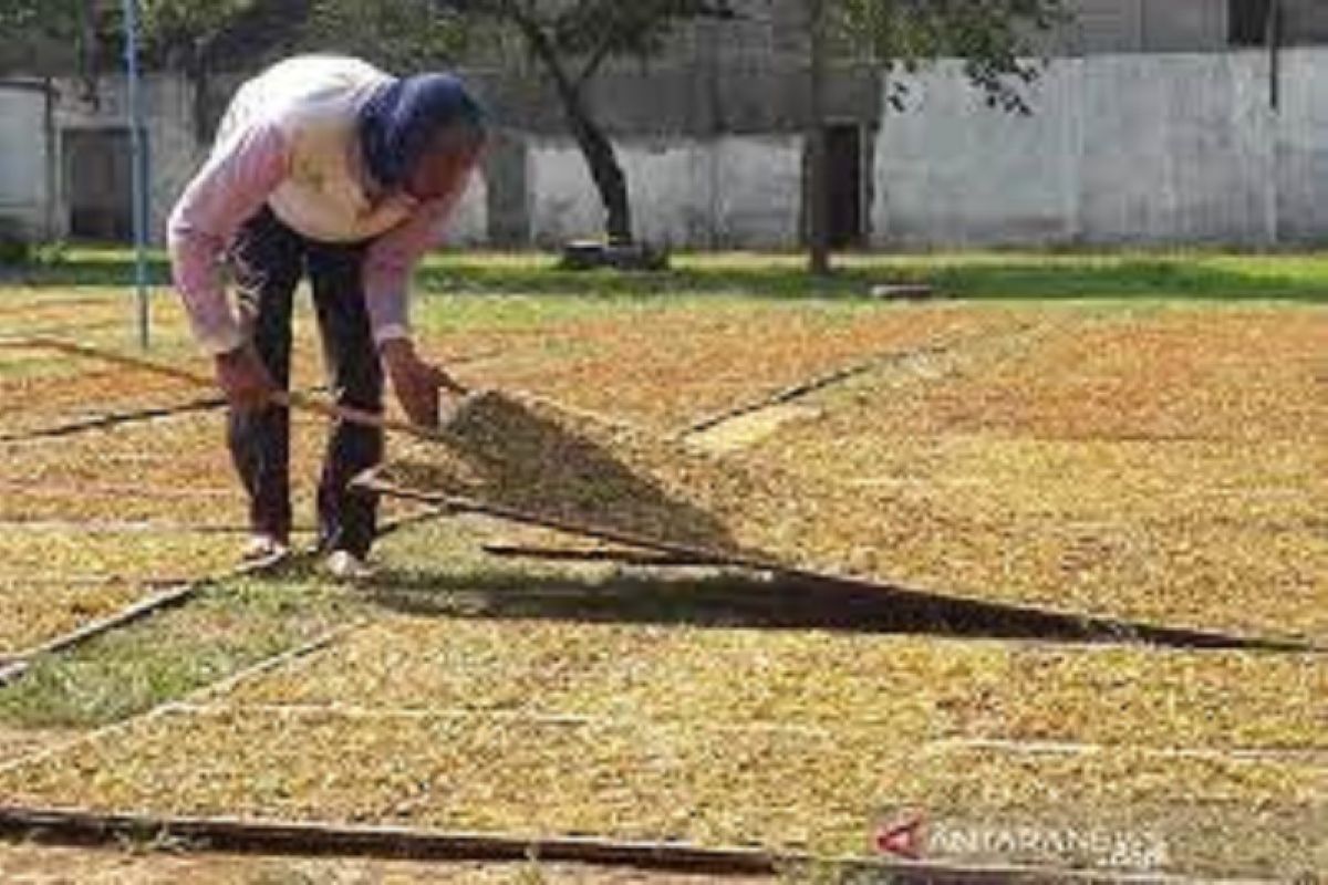 Bupati Temanggung minta pabrik rokok serap seluruh tembakau hasil panen petani