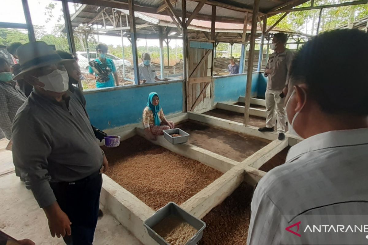 Bisnis menggiurkan, Tiga Dara kembangkan budidaya ulat maggot untuk pakan lele