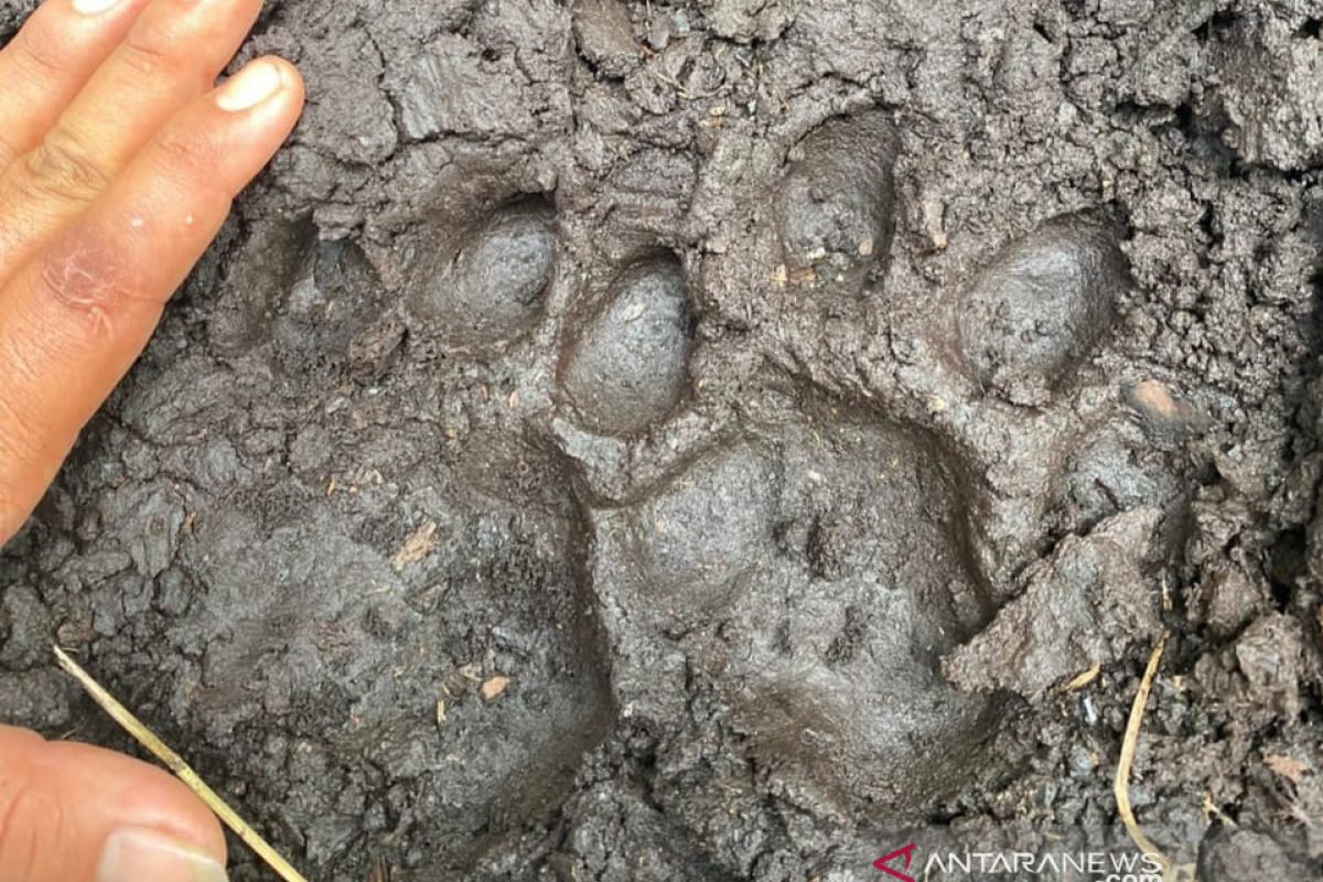 Misteri tewasnya remaja di Teluk Lanus terpecahkan, jejak harimau dan kepala korban ditemukan