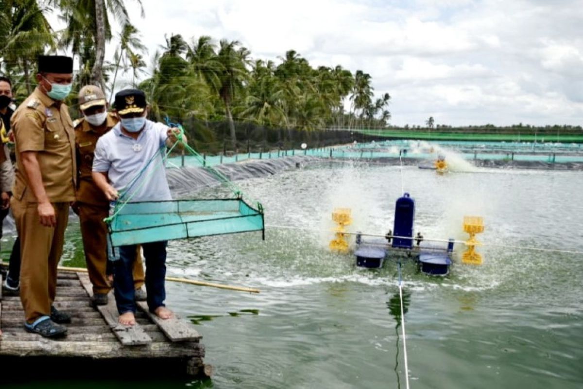 'Shrimp Estate' Kalteng diharapkan berkontribusi rebut pasar internasional