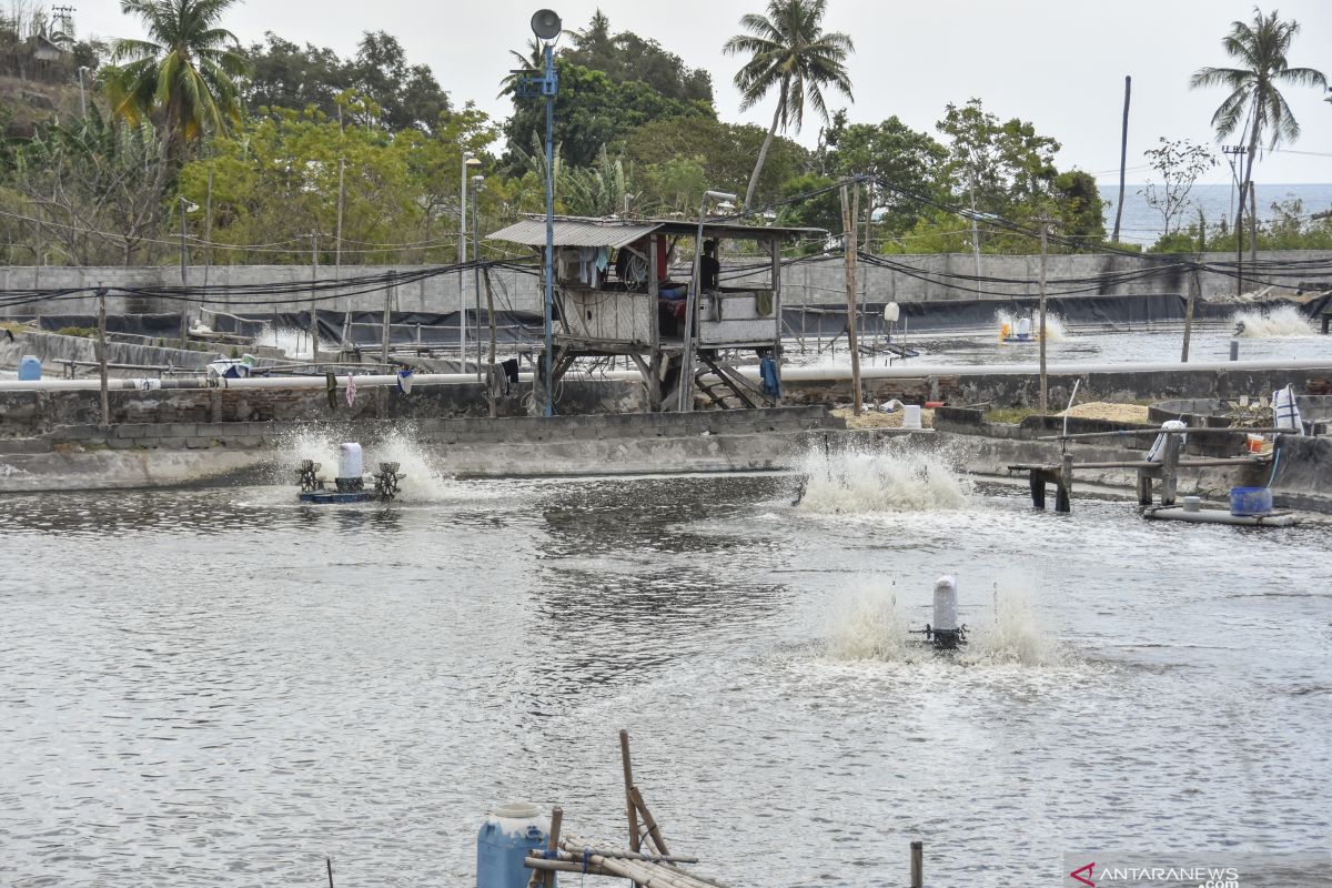 Pengamat: Lumbung udang harus  perhatikan aspek pengolahan limbah