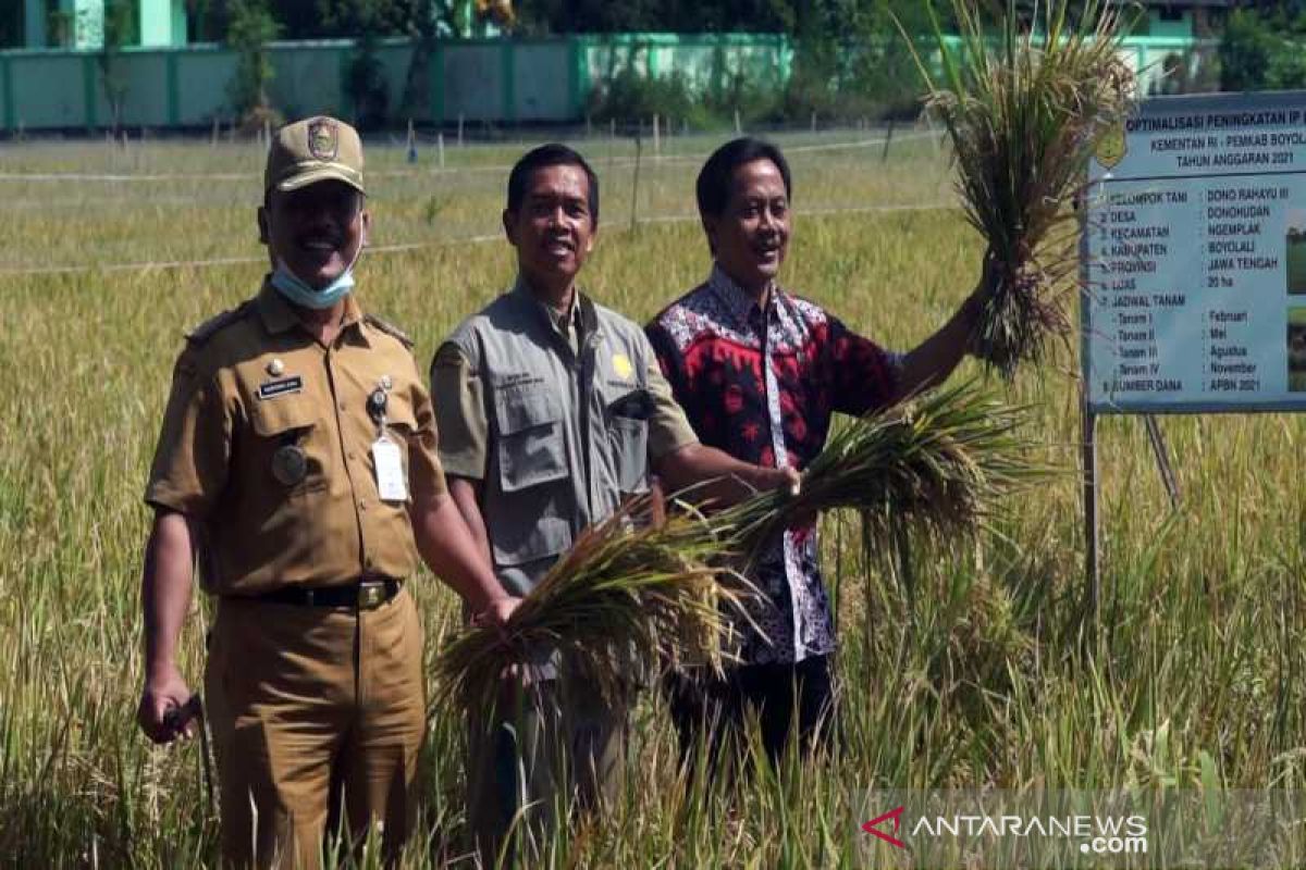 Petani Boyolali galakkan program IP Padi 400