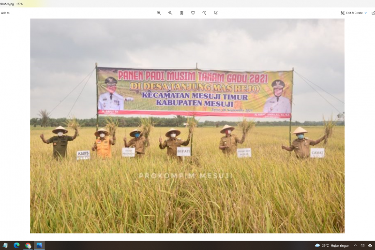 Bupati Mesuji panen raya padi musim gadu di Tanjung Mas Rejo