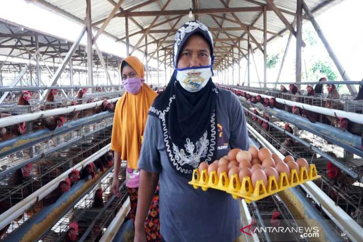 Antisipasi gejolak pasar, peternak di Boyolali didorong jalin pola kemitraan