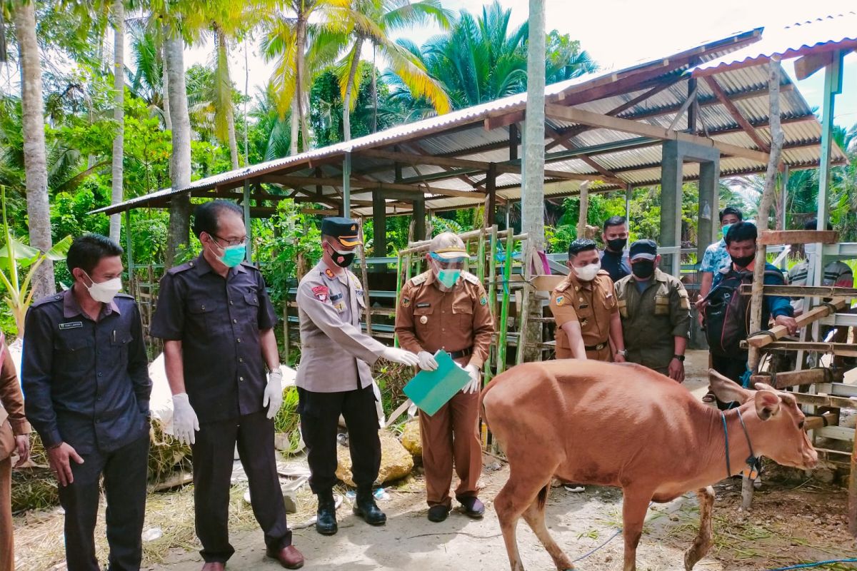 Pemkab Buol  beri bantuan 199 sapi kepada 24 kelompok peternak