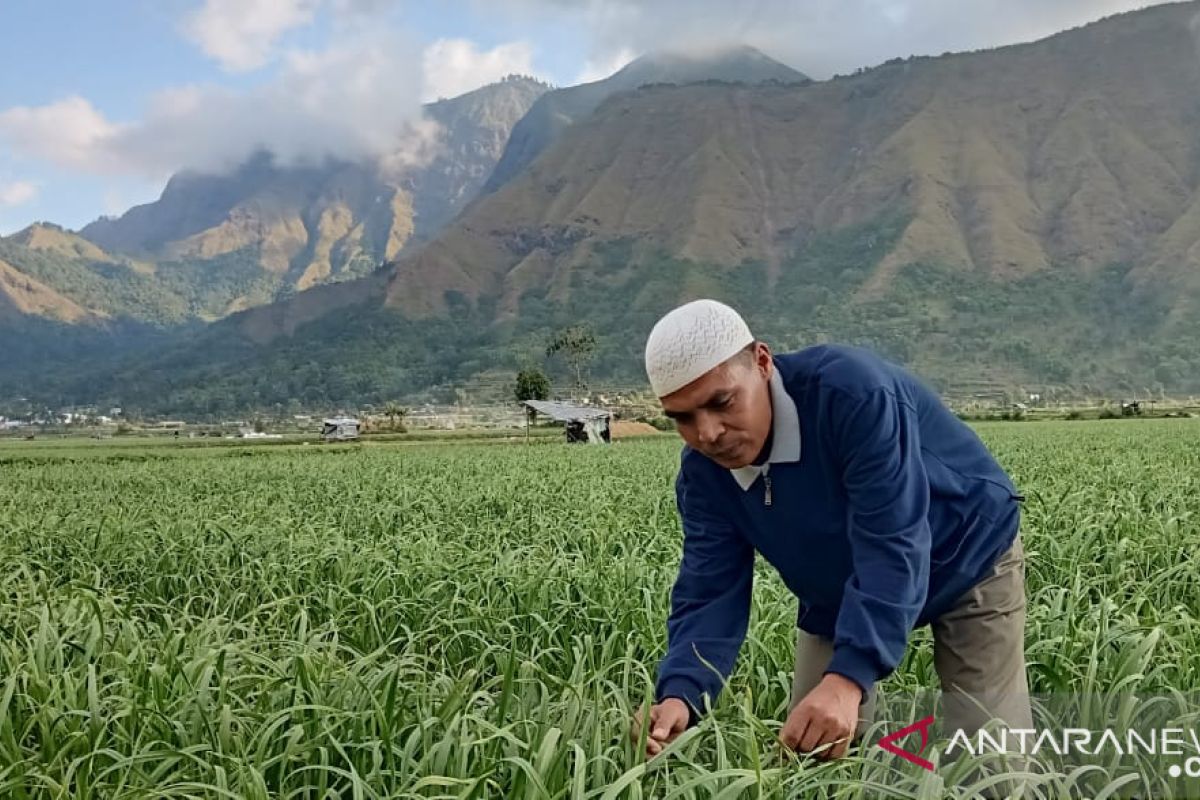 Kementan dorong wajib tanam bawang putih untuk tingkatkan produksi