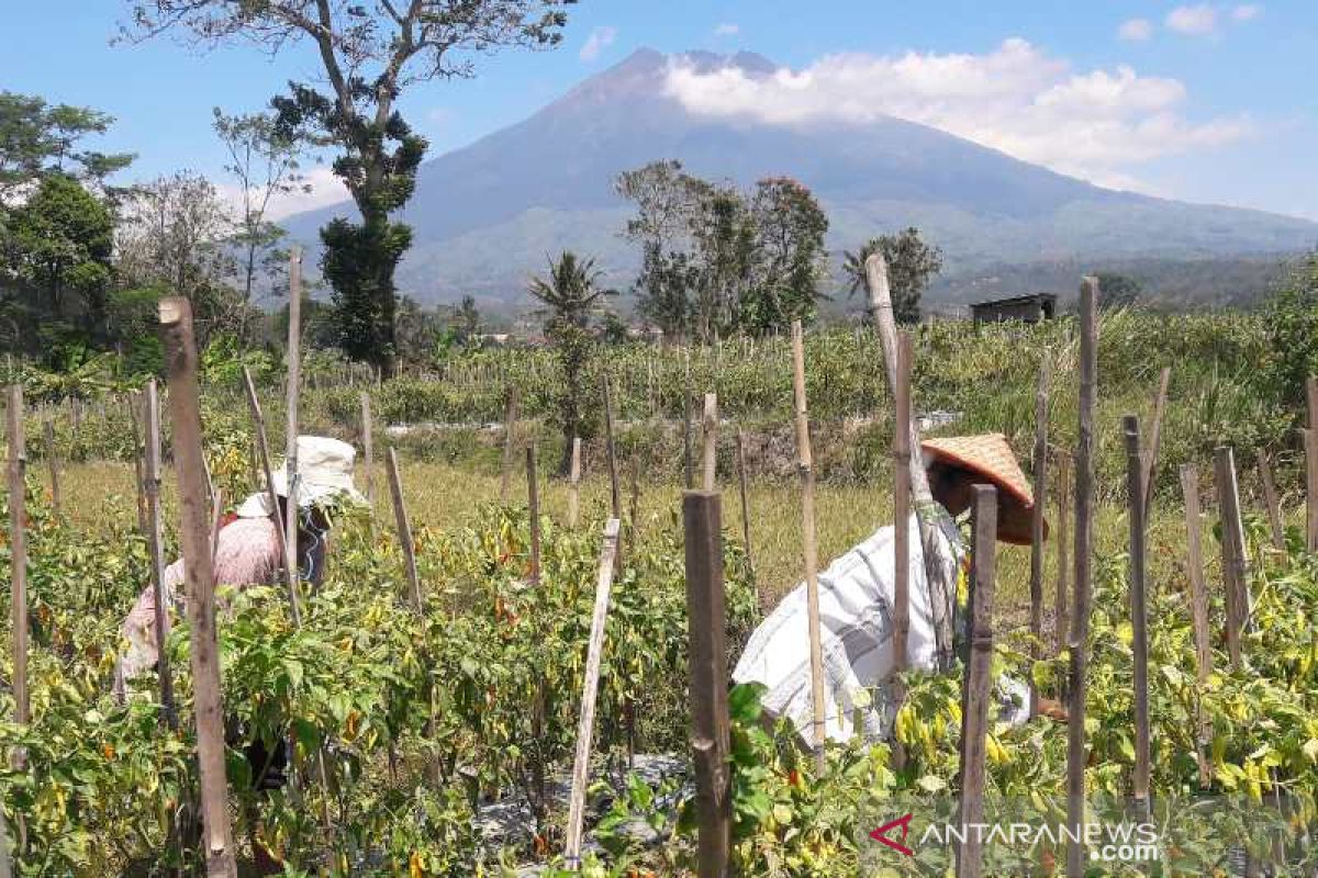 Temanggung siapkan 300 hektare lumbung pangan hortikultura