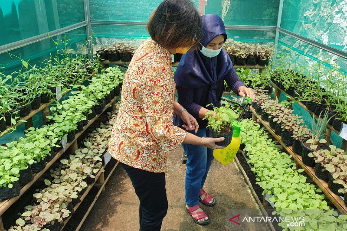 Berdayakan ekonomi kreatif, PII lanjutkan "urban farming" bagi warga Semarang