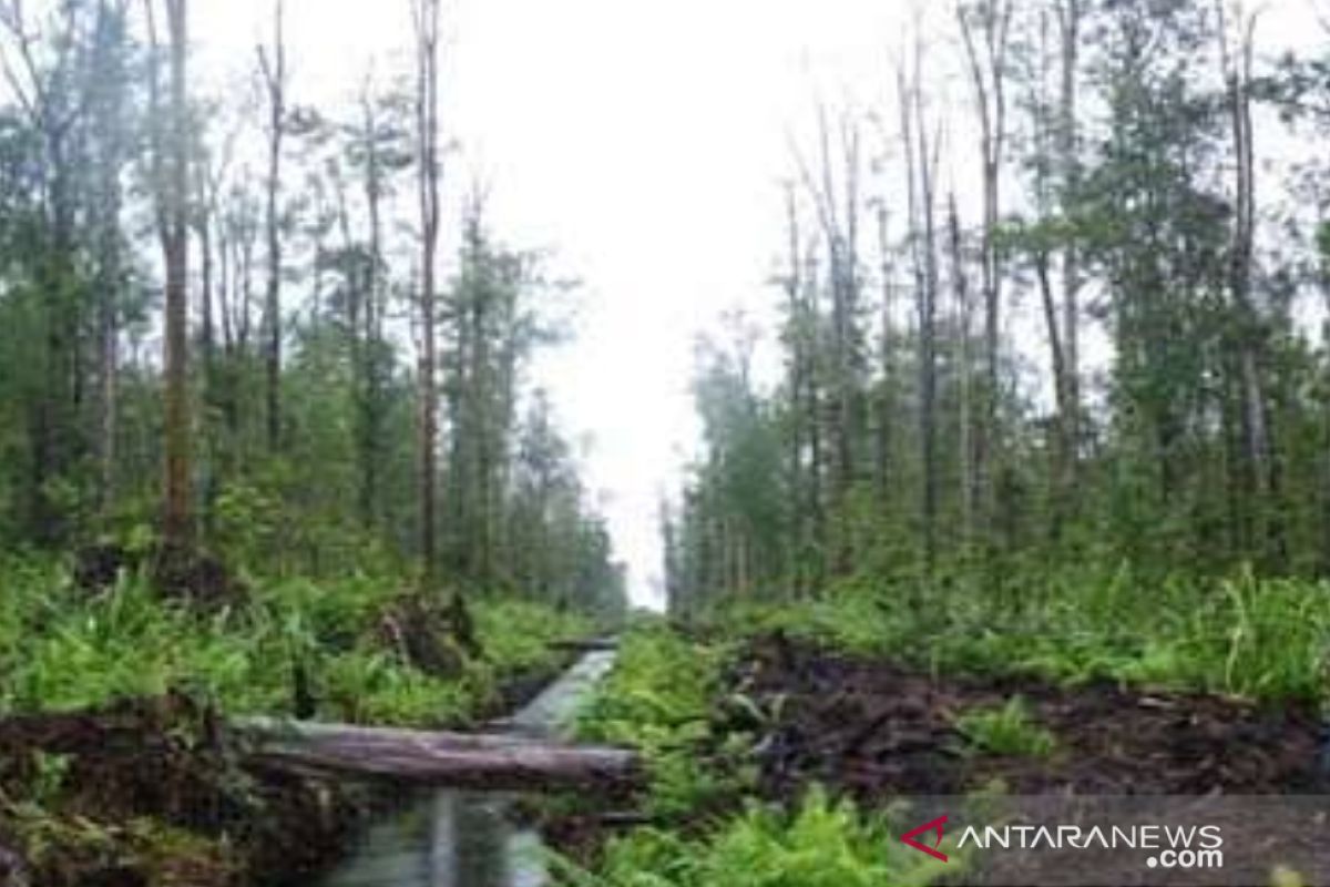 Siak beri insentif Rp12,6 M bagi kampung lestarikan lingkungan