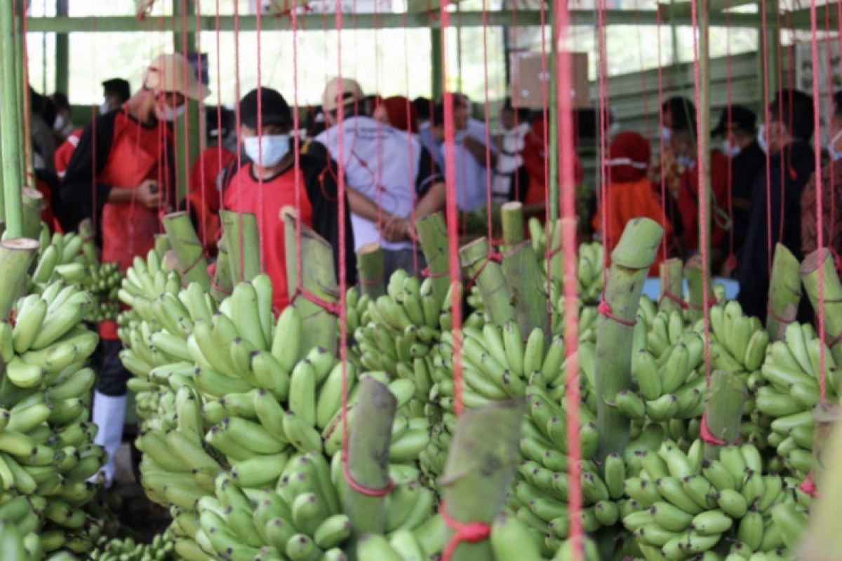 BRIN sebut Indonesia punya pisang lokal lebih dari 300 jenis