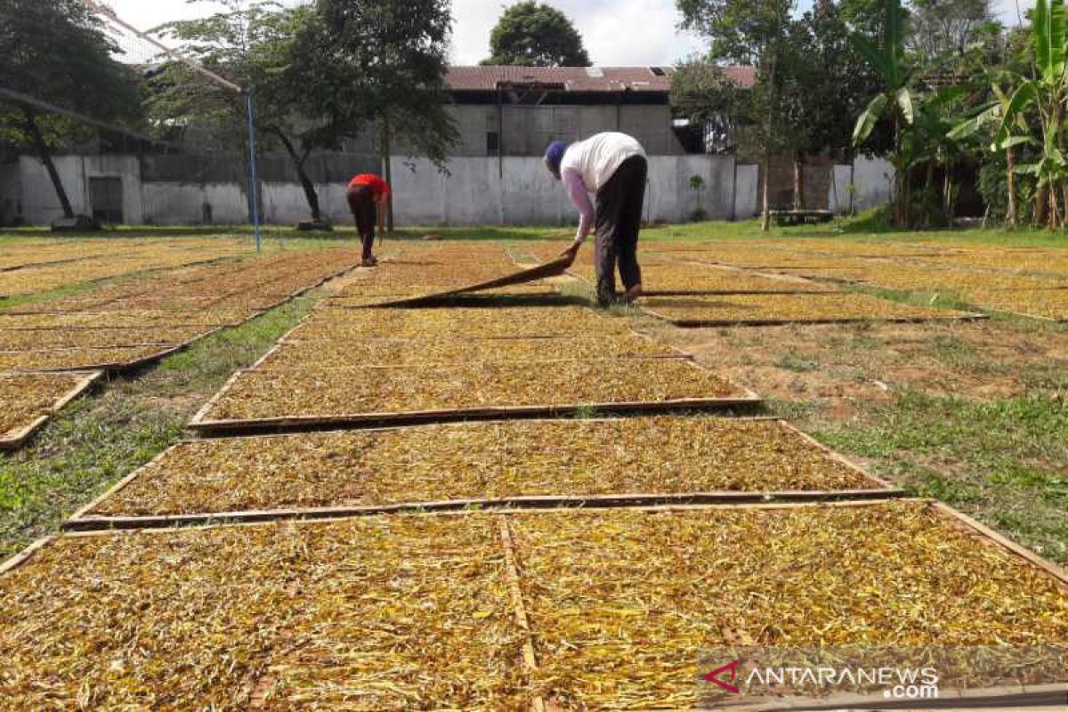 APTI Temanggung khawatirkan harga tembakau masih rendah