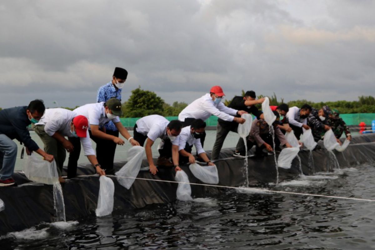 Dukung SDG's, Pertamina salurkan bantuan budi daya udang vaname di Cilacap