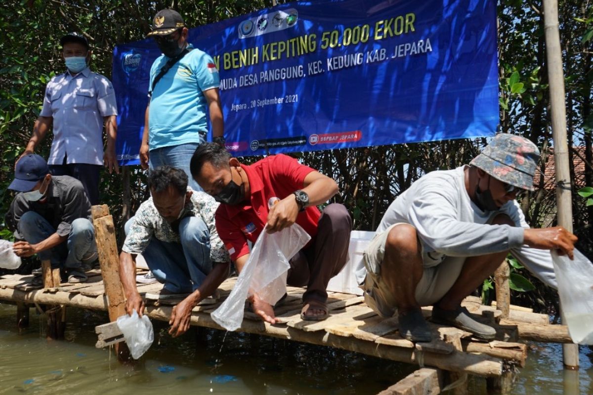 Jepara tebar 50.000 benih kepiting di kawasan mangrove