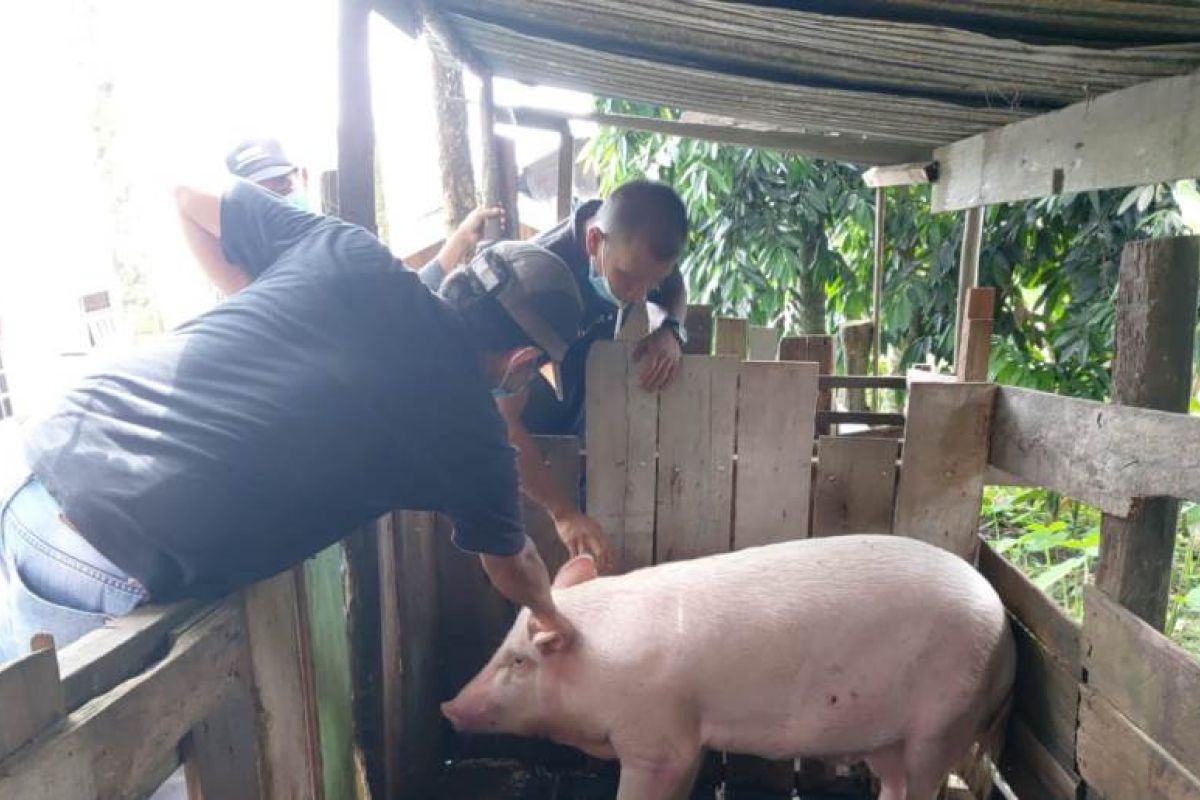 Distan Kabupaten Gumas gerak cepat obati ternak sakit