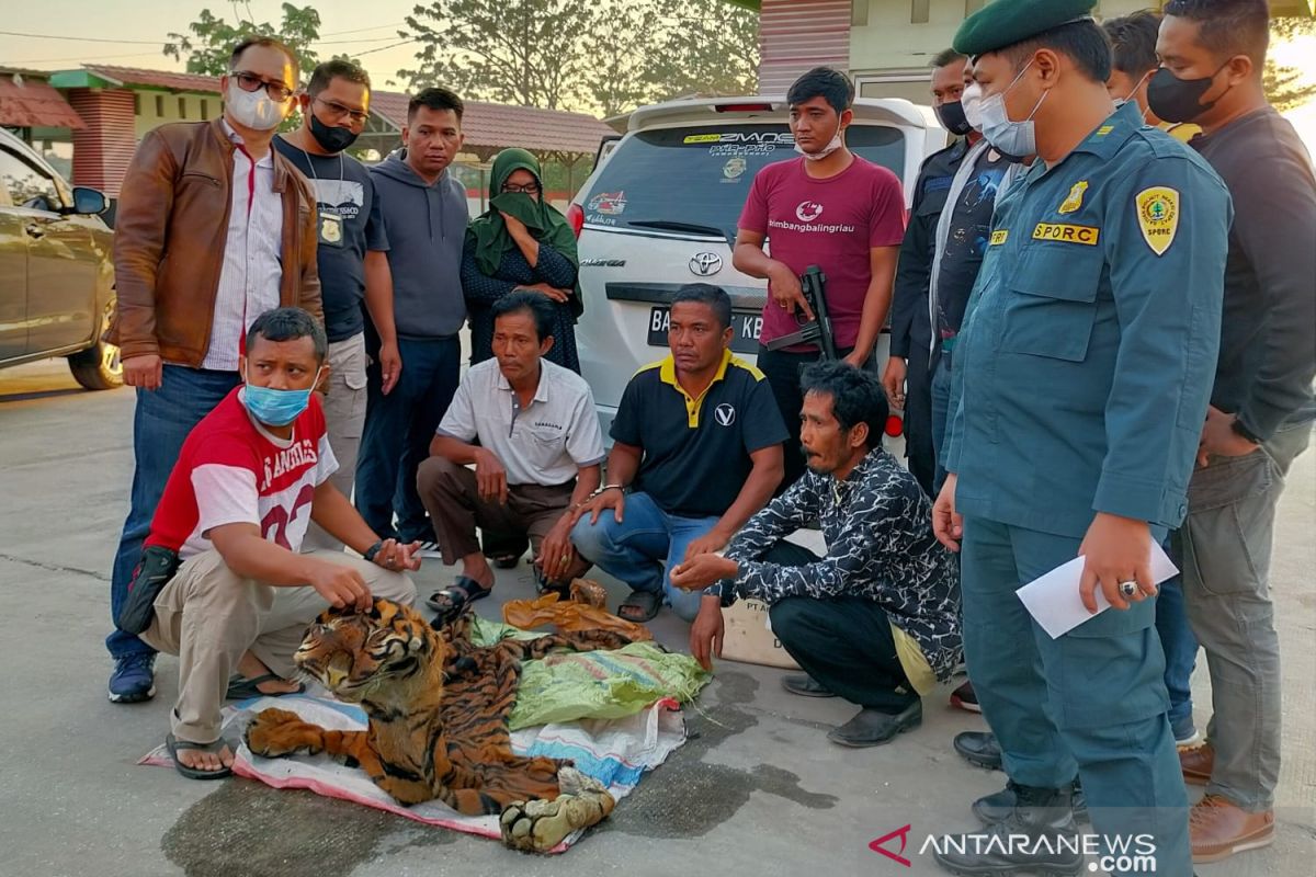 BB KSDA Riau amankan empat penjual kulit Harimau dari Sumbar, satu perempuan