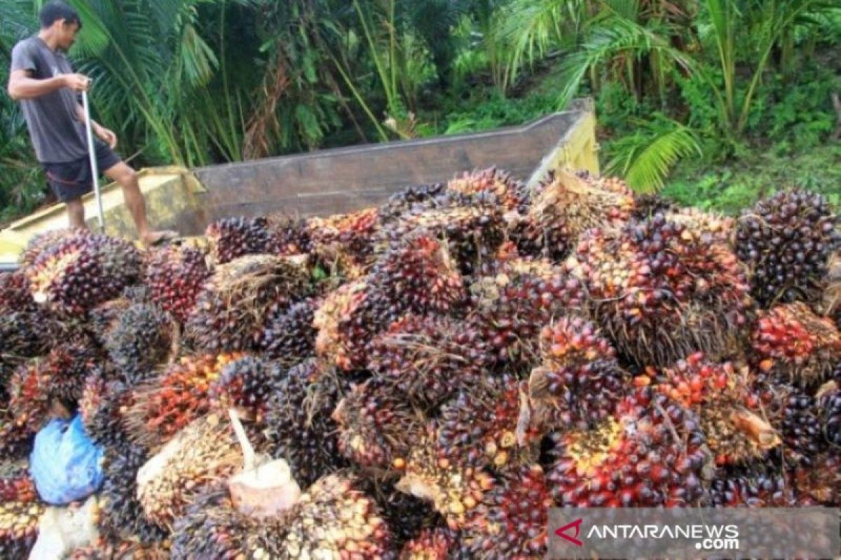 Pemerintah perlu serap  produk sawit dari petani kecil