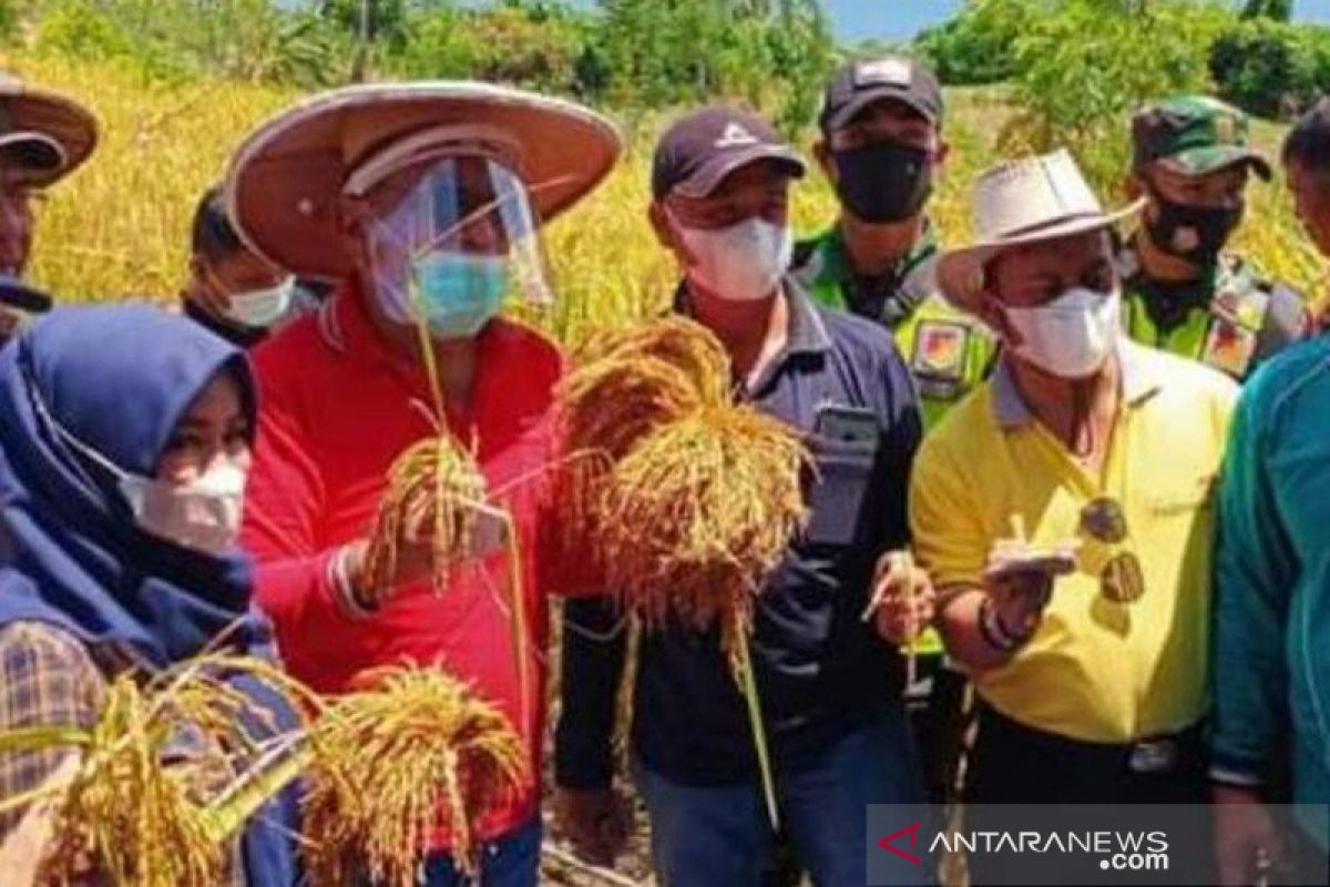 Pemkab Buol  bantu petani garap lahan pertanian secara optimal