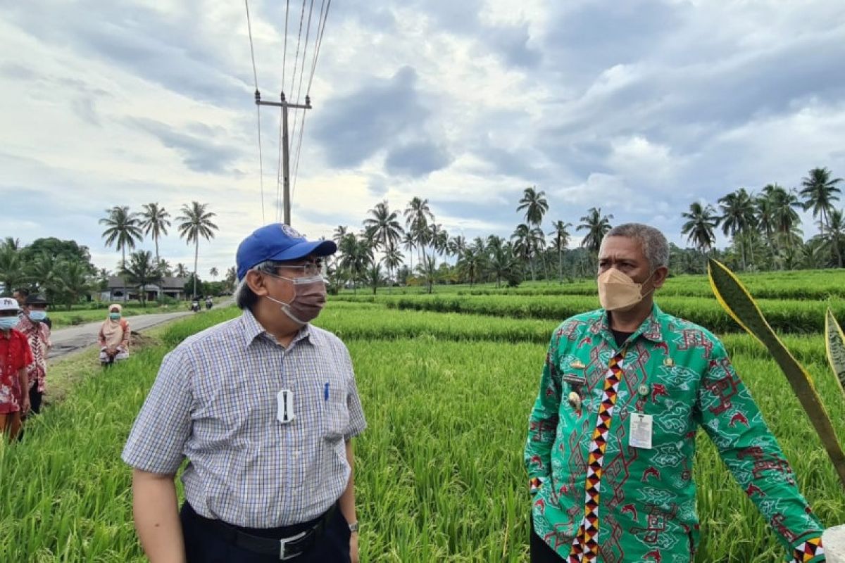 Kantor Staf Presiden kawal produksi padi biofortifikasi di Provinsi Lampung