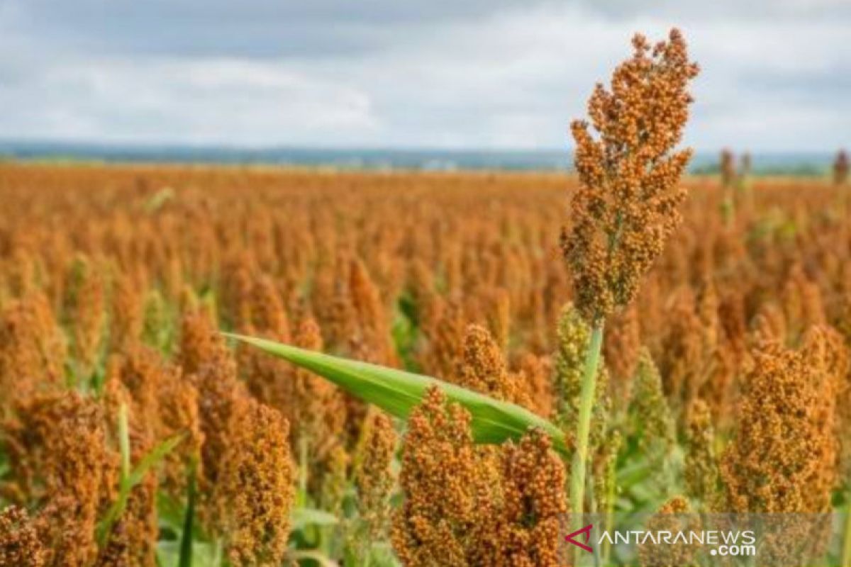 Bintan potensial sebagai penghasil tanaman sorgum