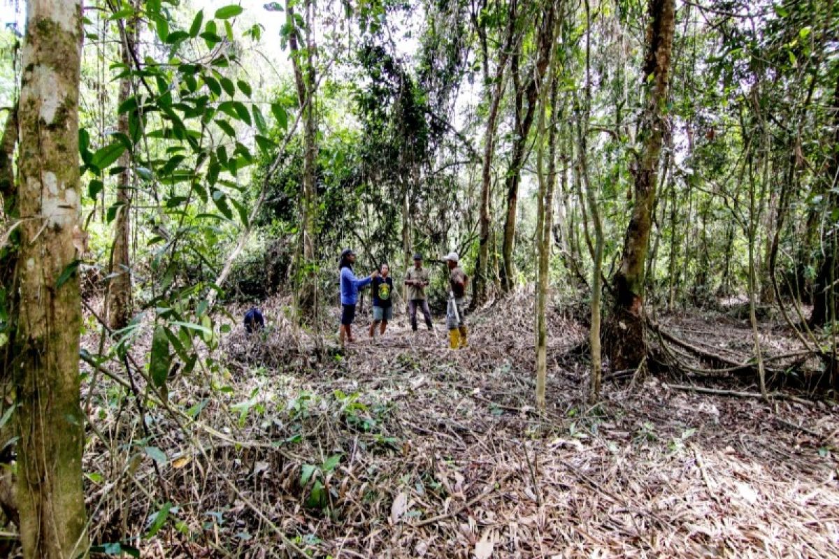 Hutan Desa Bukit Bamba berpotensi dikembangkan sebagai hutan penelitian