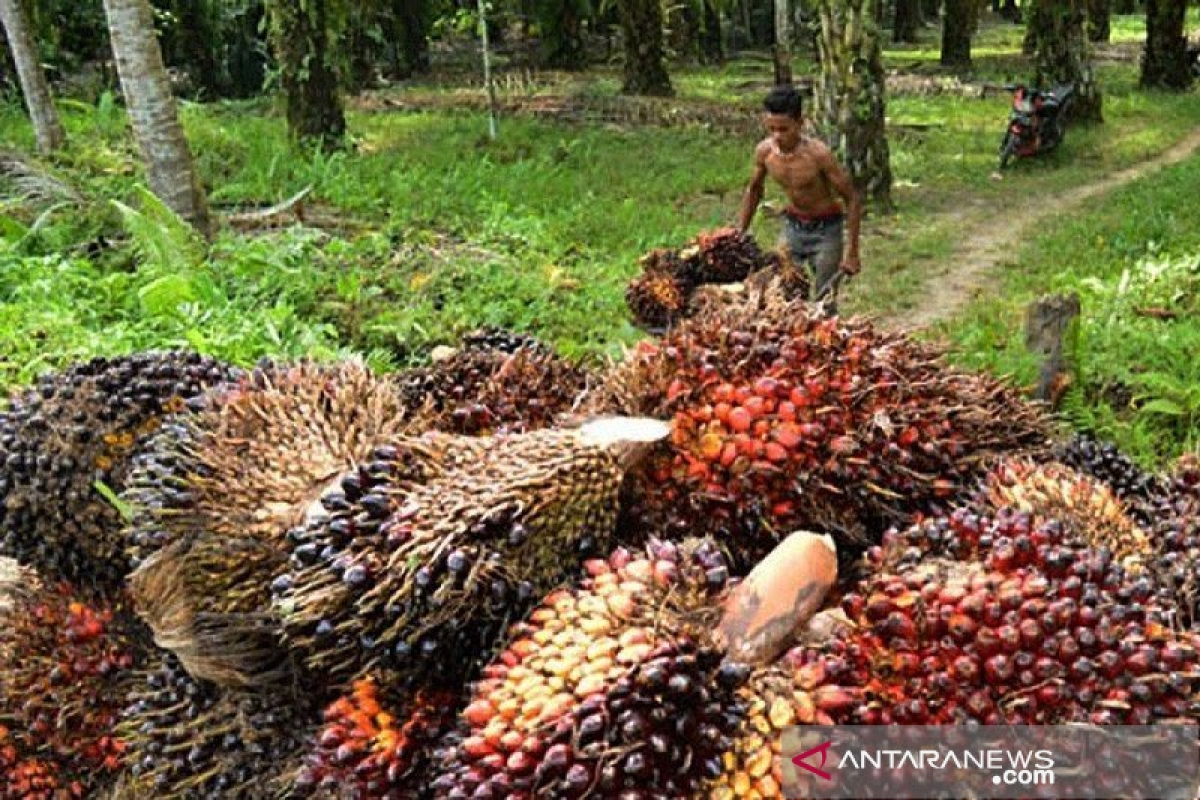 Anjloknya harga TBS, Pengurus Apkasindo temui Moeldoko