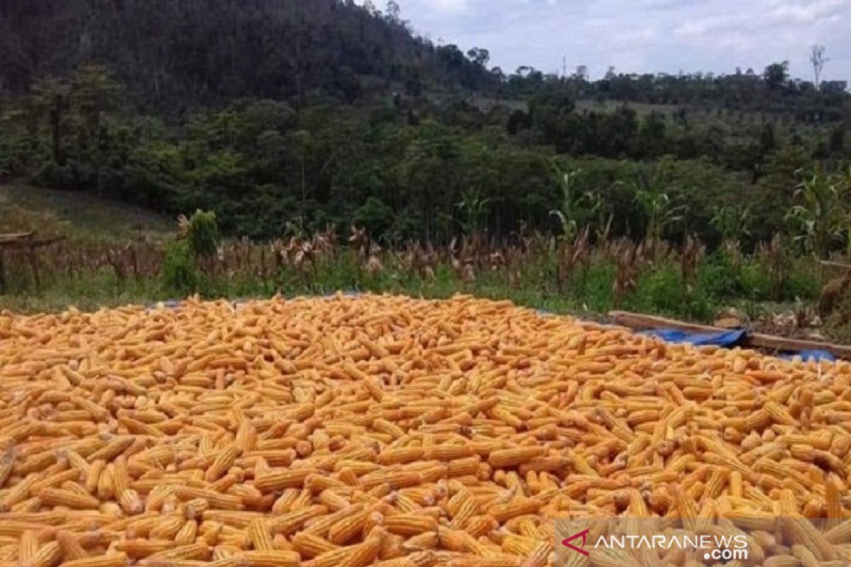 Petani di Bombana butuh kehadiran pabrik pakan ternak